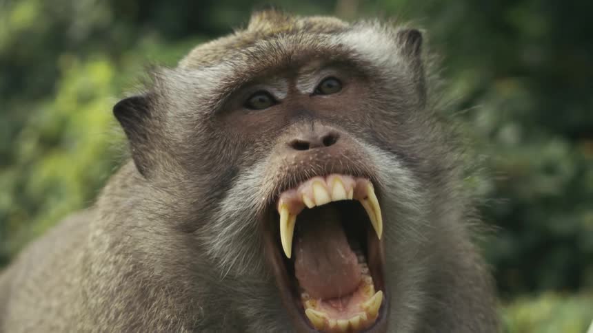 A monkey in the wild angrily opening its mouth wide revealing its sharp teeth