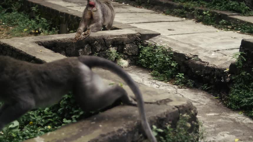 Gray macaques jumping in a green outdoor environment