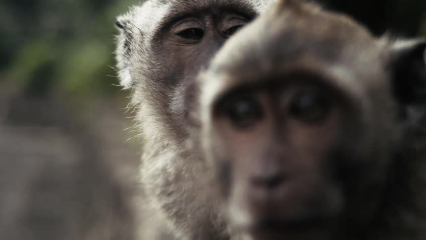 Two monkeys outdoors at midday