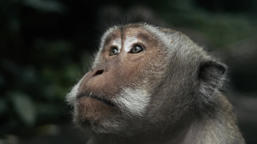 A monkey with expressive eyes gazes upward its mouth slightly open in a look of surprise or curiosity