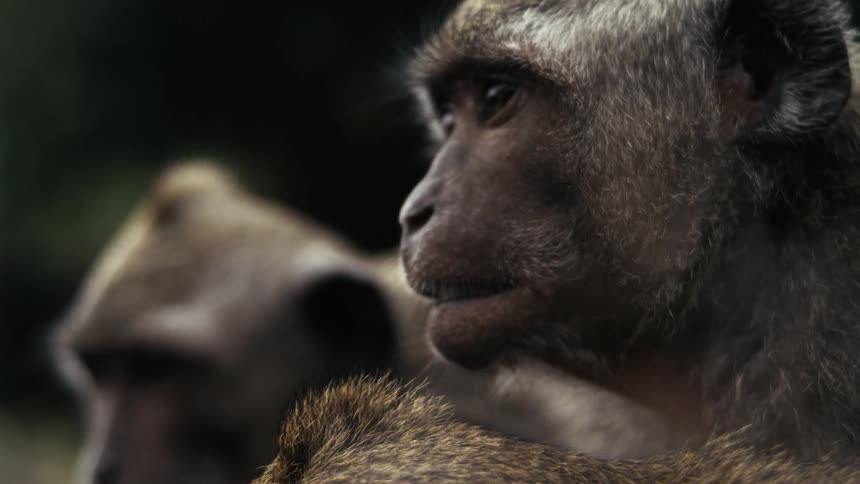 A group of monkeys outdoors looking hungry