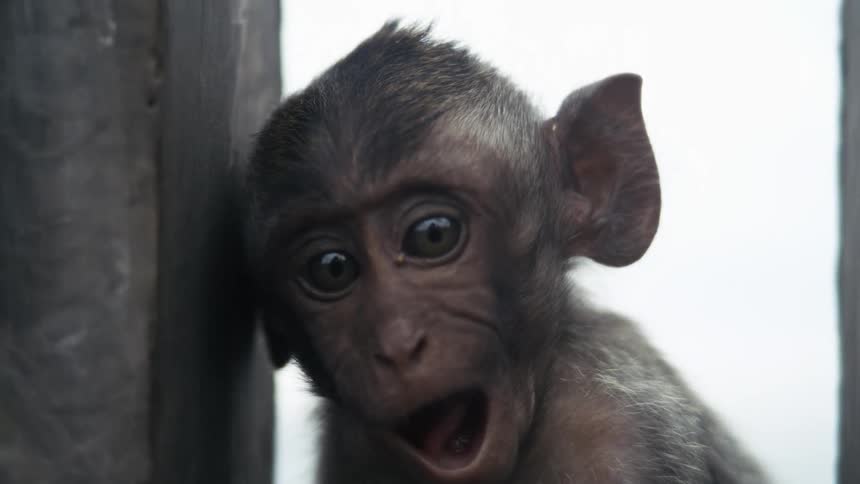 A monkey looks surprised at the camera