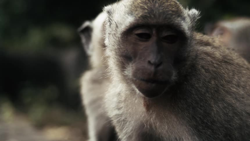 Macaques sitting and turning their heads to follow movement around them