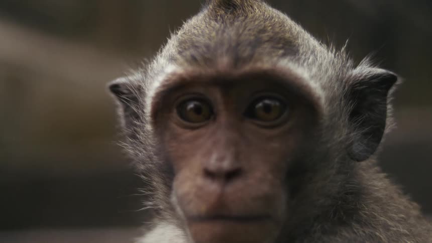 A small monkey is looking around