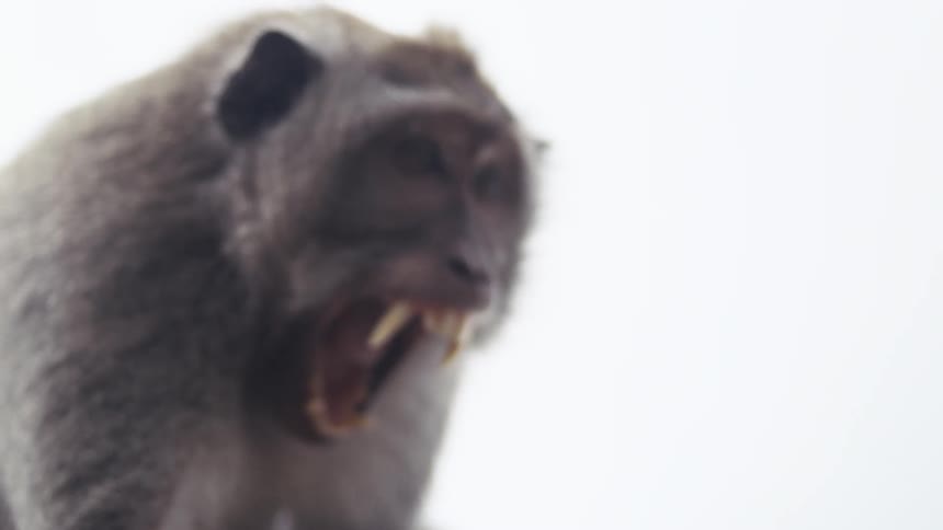 The monkey moves and yells