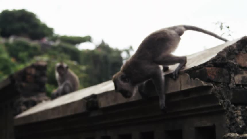 A monkey cautiously steps along the edge of a weathered stone structure then jumps off the roof