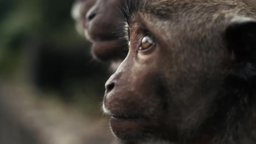A group of monkeys in the wild with surprised expressions on their faces at midday in the jungle