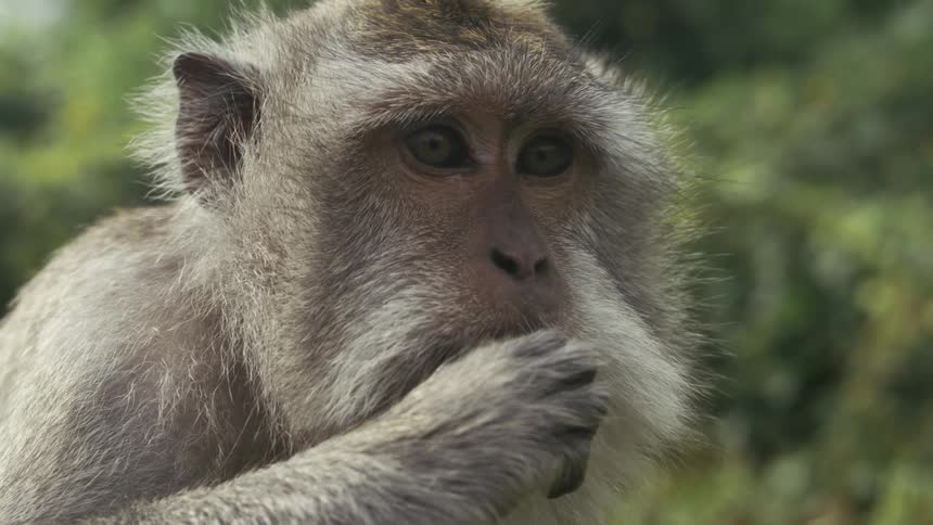 A monkey raises its paw to its mouth