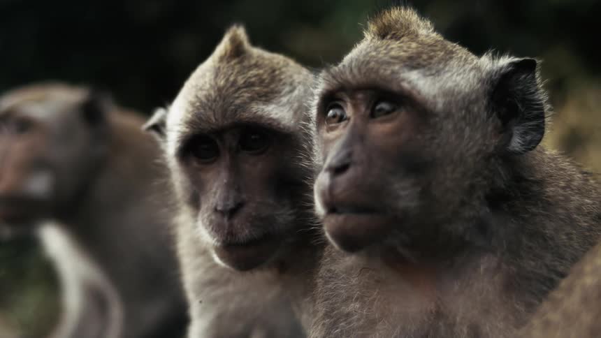The monkeys sit together outside