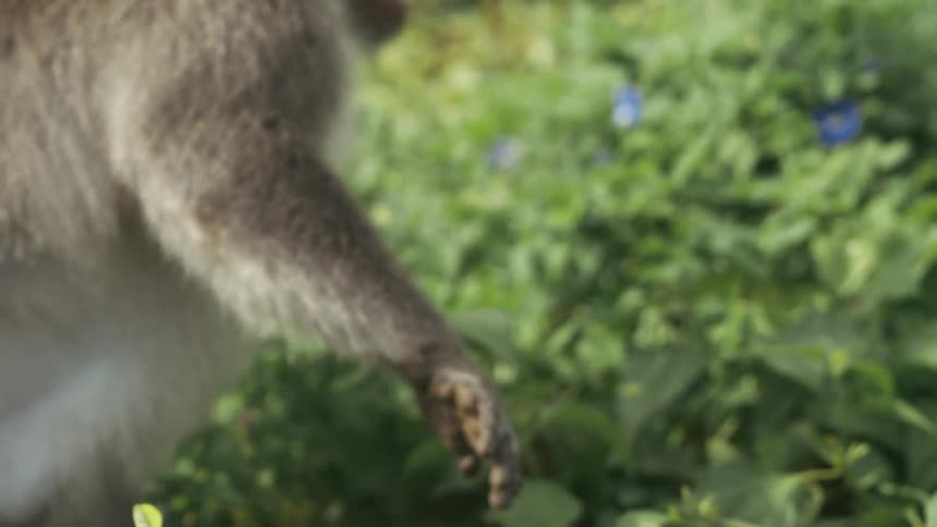 A wild monkey angrily opening its mouth in the wild at midday