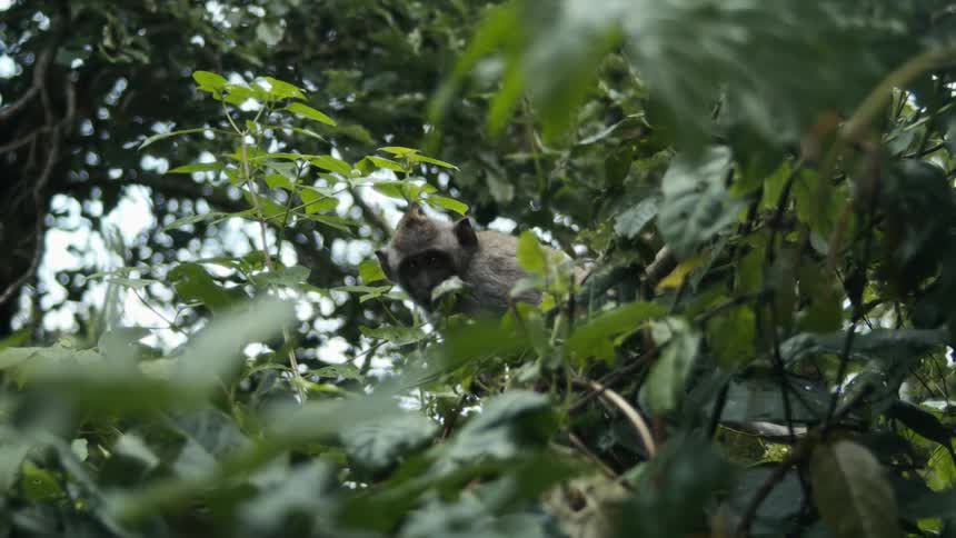 Baboon on the branches of a tree with green leaves