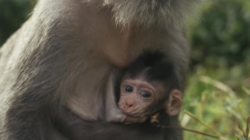 A monkey nursing its baby in the jungle at midday