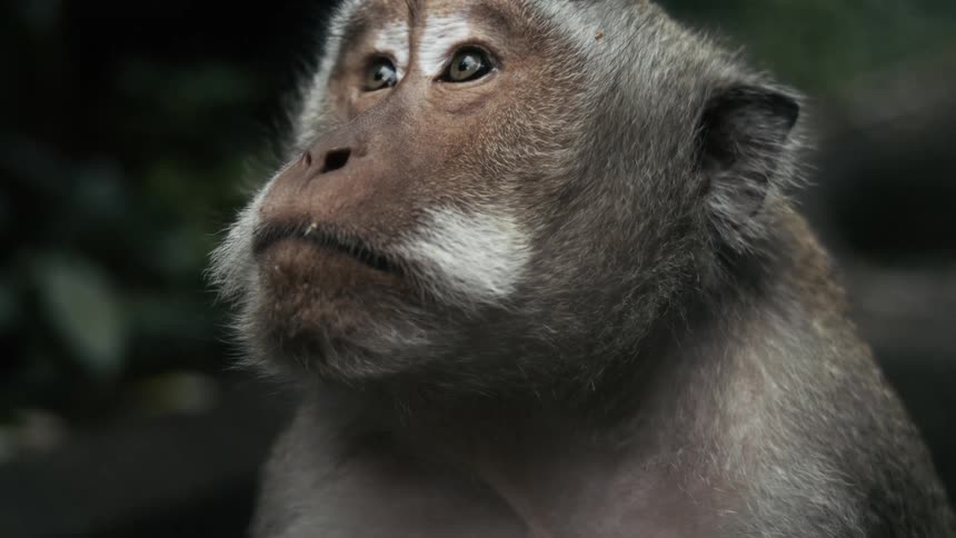 A monkey in the wild looking hungry