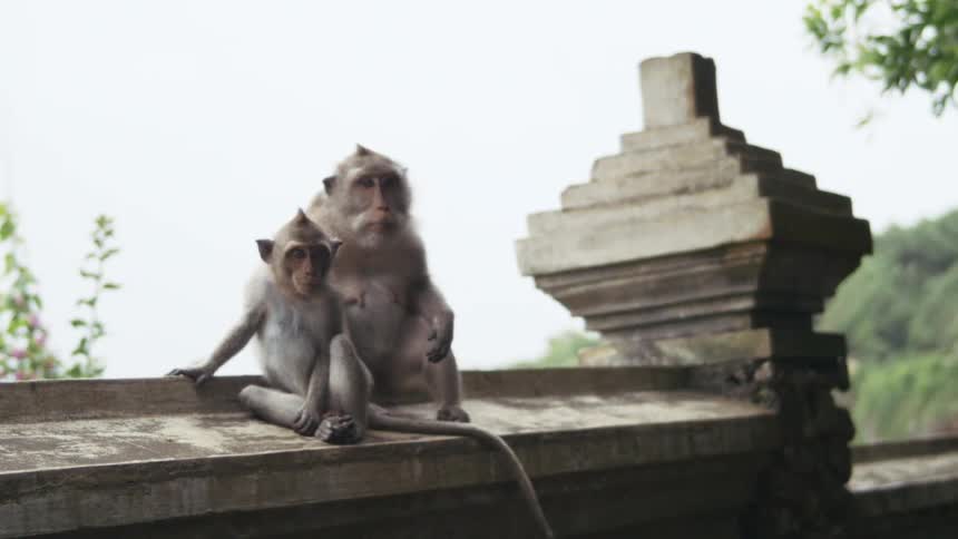 Two monkeys sitting on a concrete wall