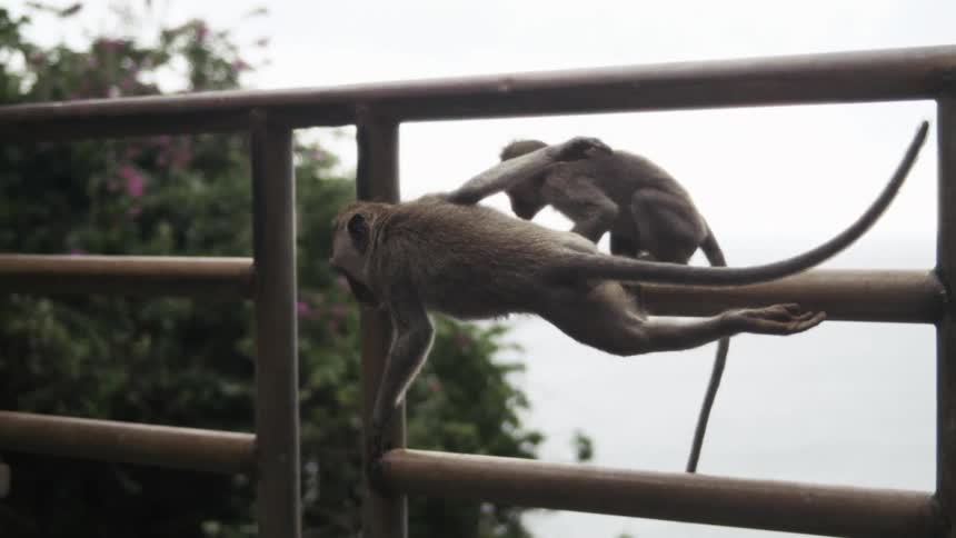The monkeys jump down from the gate