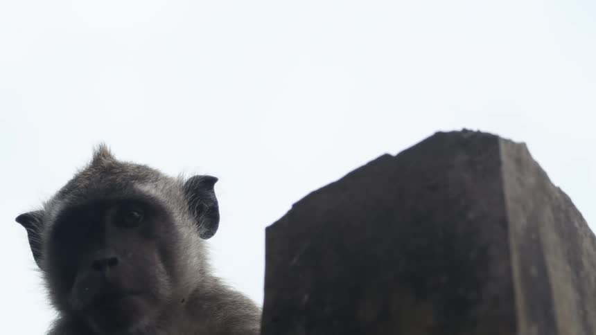 A monkey sits behind a rock looking downward with a calm expression