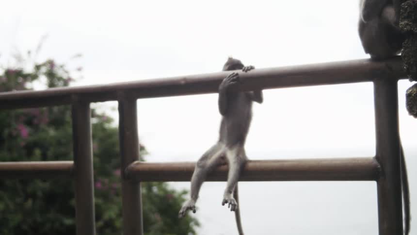 A monkey hanging onto a railing outdoors