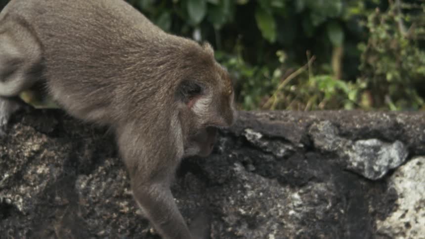 A monkey climbs down a stone wall