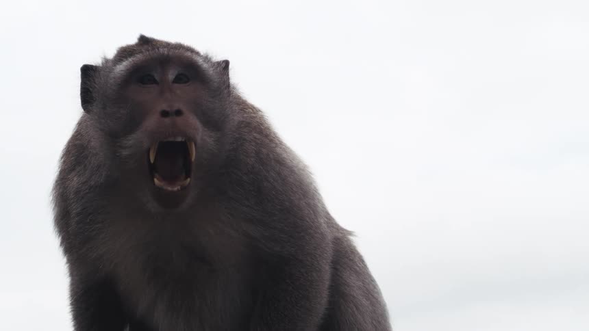 The monkey is yelling with its mouth open