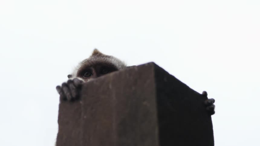 A monkey on top of a wooden slab during daylight