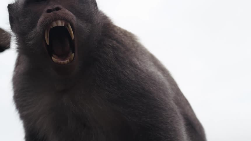 A monkey screams at the camera