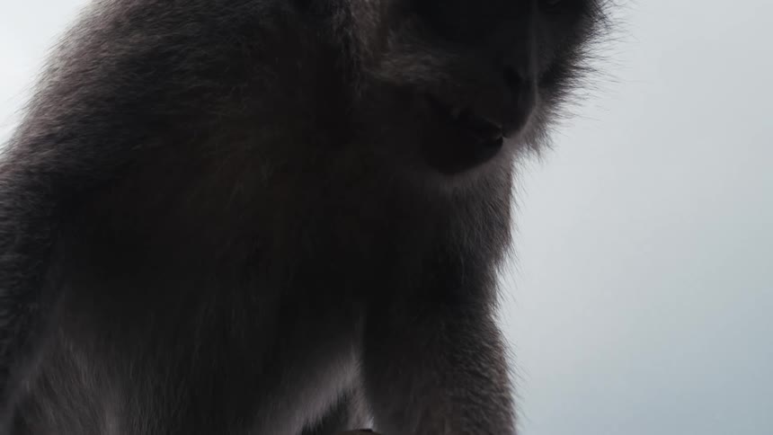 An angry baboon in the wild screaming