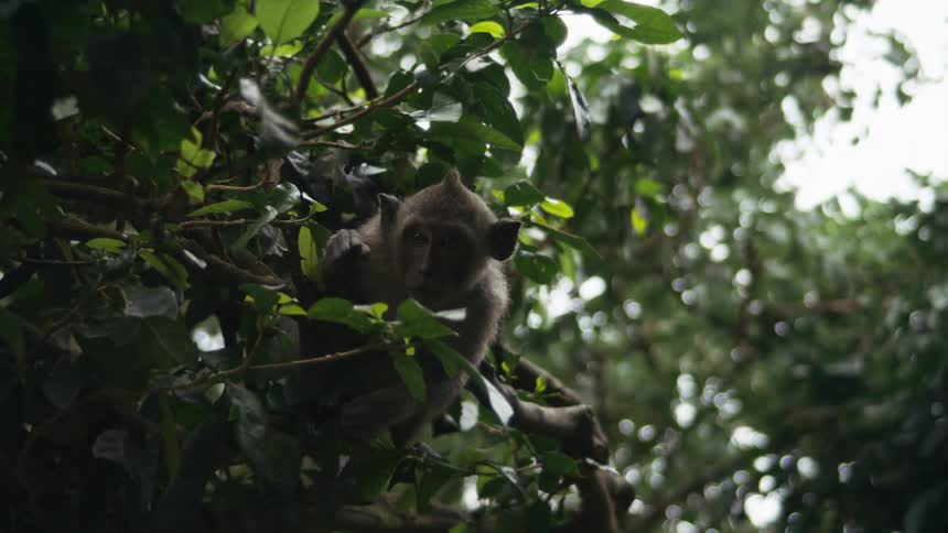 A monkey in a tree