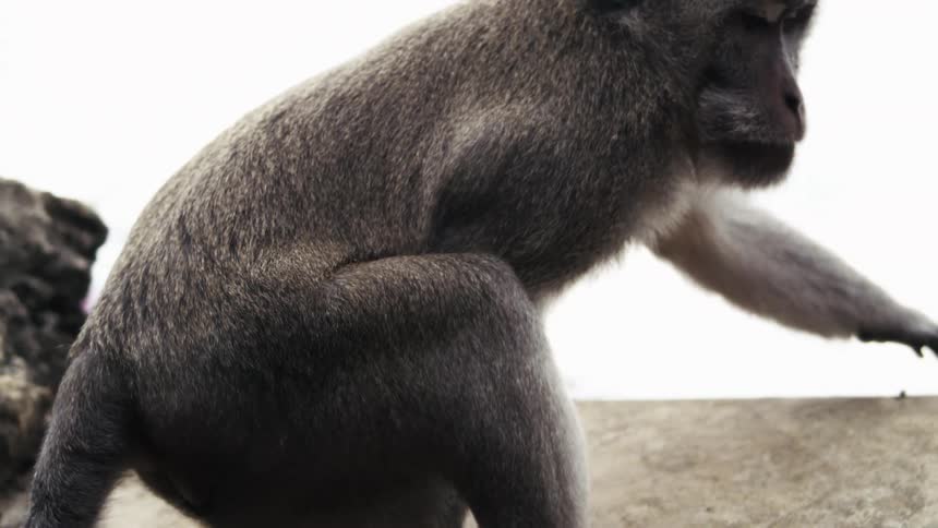 A monkey climbs some stone ruins