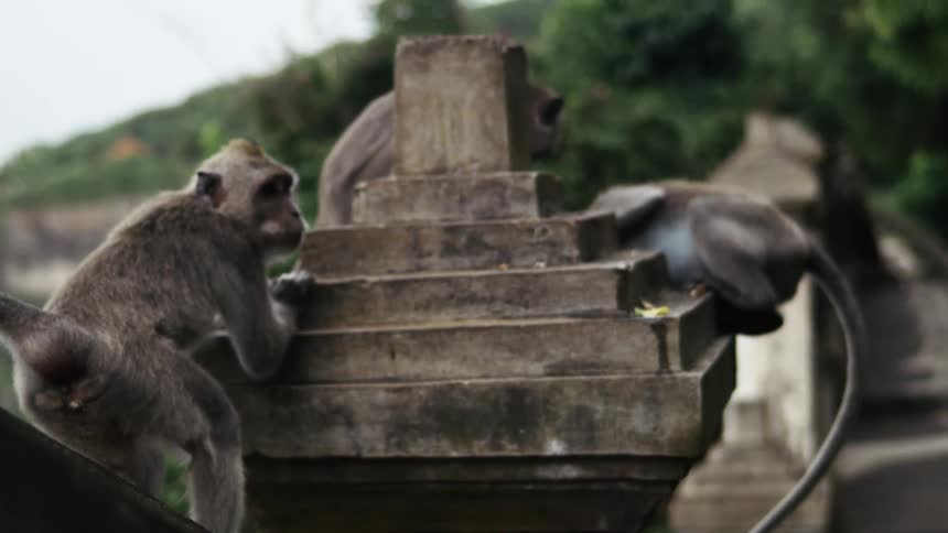 Monkeys climb atop a stone pillar