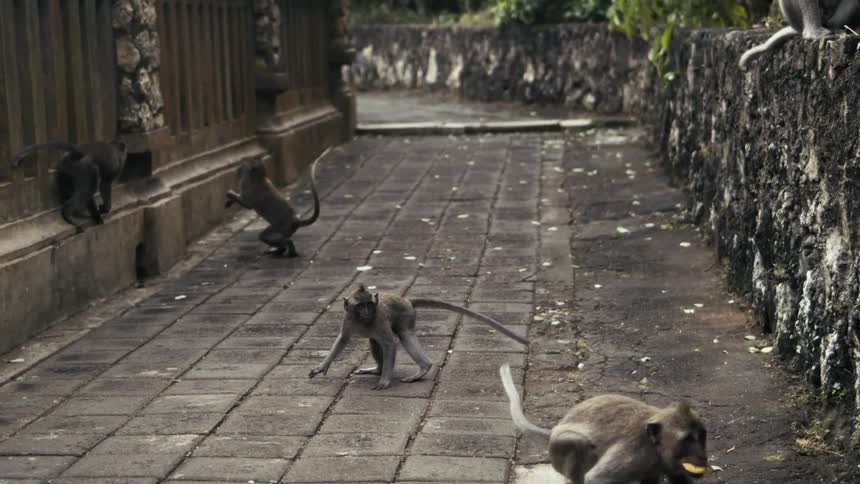 A group of monkeys roaming the streets in the city at midday
