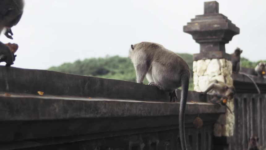 Monkeys play on a stone wall