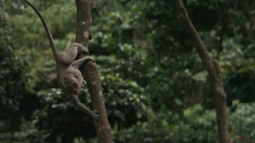 A monkey runs down a tree trunk in the jungle during daytime