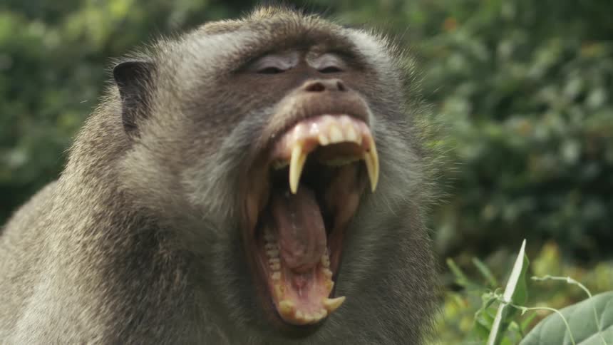 Monkey with open mouth shows sharp teeth in forest