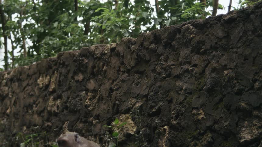The monkey jumps down from the hill