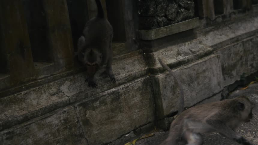 A monkey climbs down a stone wall