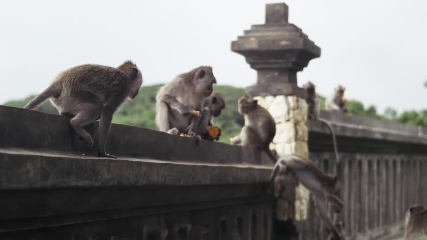 The bridge is covered in monkeys