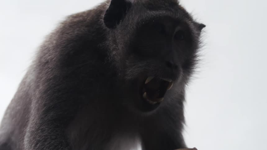 An angry baboon on a roof at midday