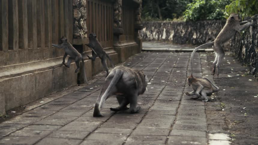 A group of monkeys moves across a paved walkway beside a building structure
