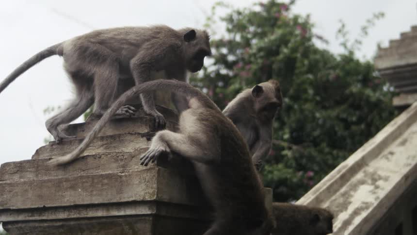 Several monkeys climb on an old stone pillar