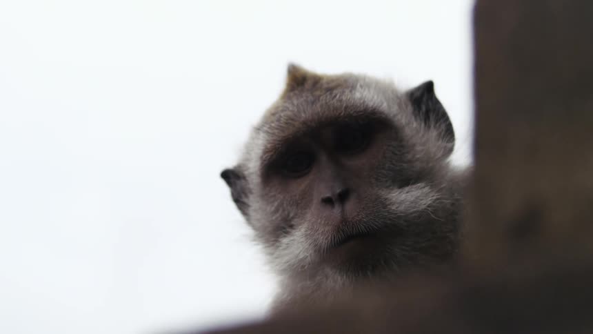 The monkey peeks out over the branch