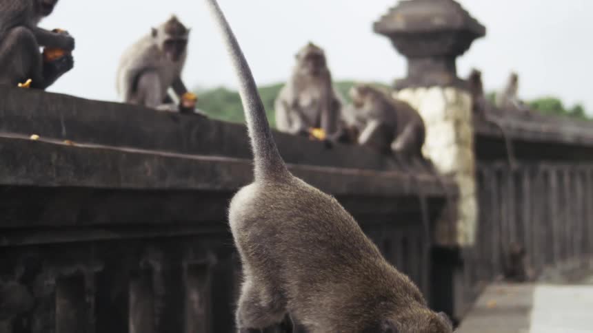 The monkey jumps down from the wall to get food