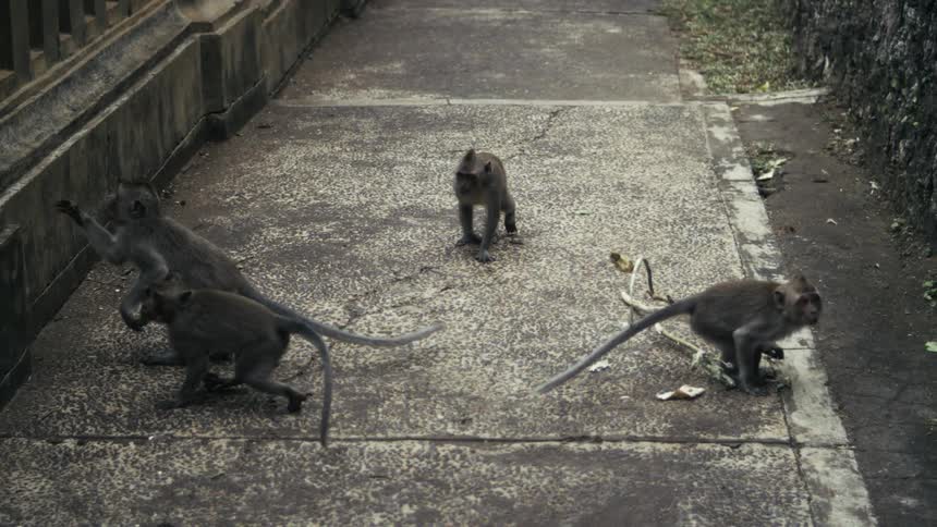 A group of monkeys roaming the streets in the city at midday