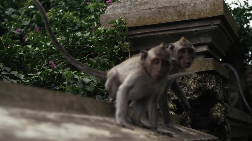 A group of monkeys out on the street at midday