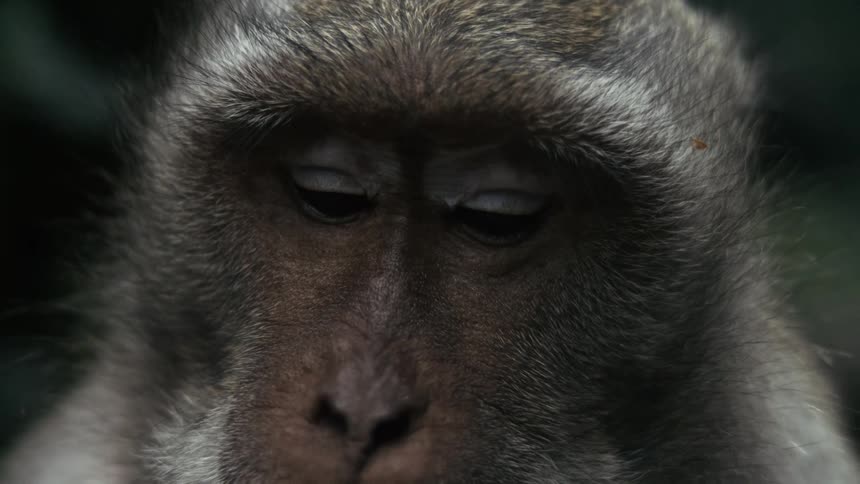 A close up of a monkeys face