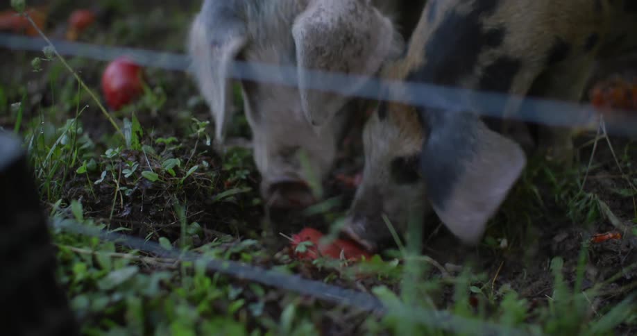 Close up of two pigs feeding on a tomato fruit in a pen during daytime