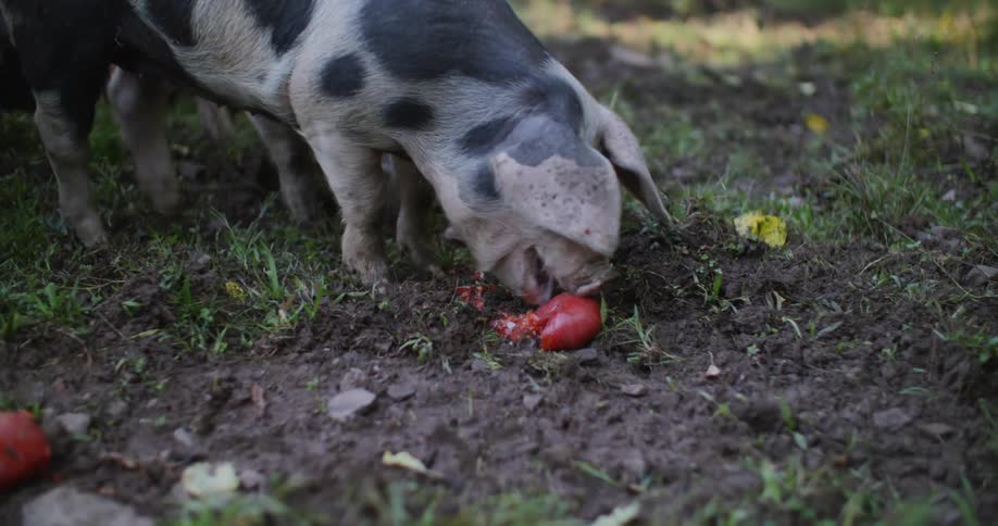 Pigs eating food on the ground in a grassland