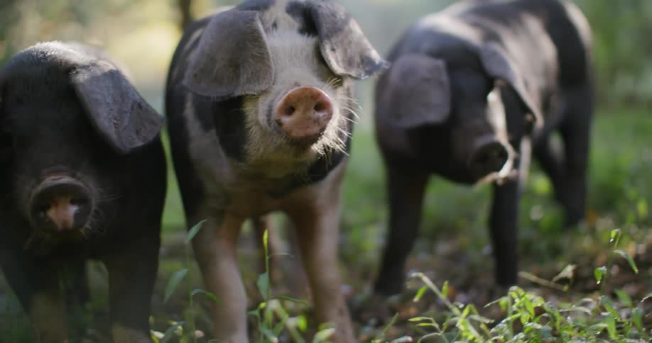 Trio of pigs walking in green and yellow grass