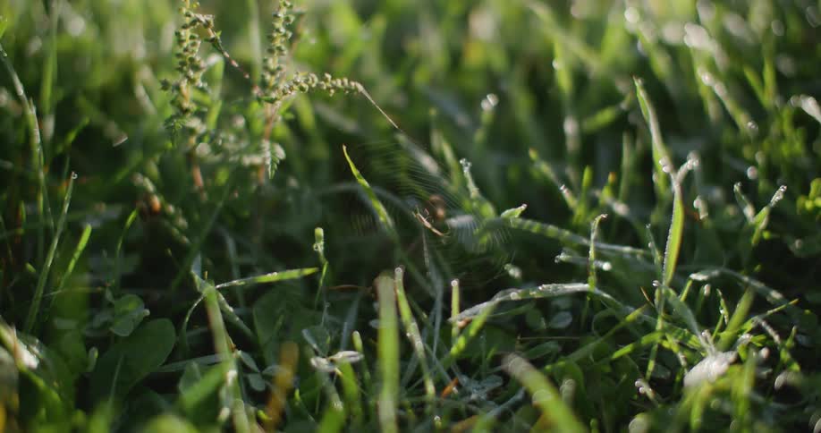 Extreme close up of grass blades on a lawn