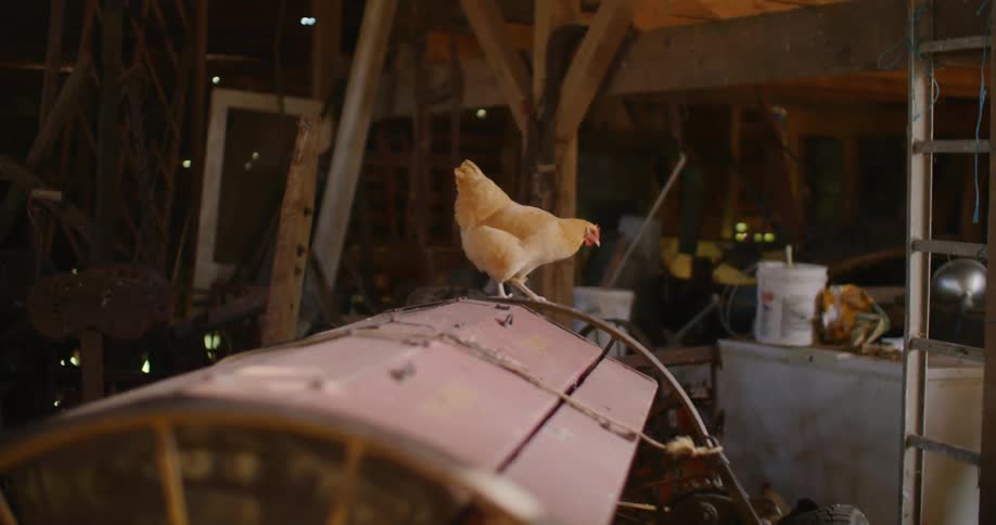 A chicken stands on top of a dusty old vehicle inside a cluttered barn