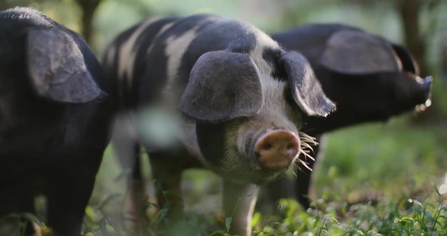 Three pigs forage in a grassy outdoor area